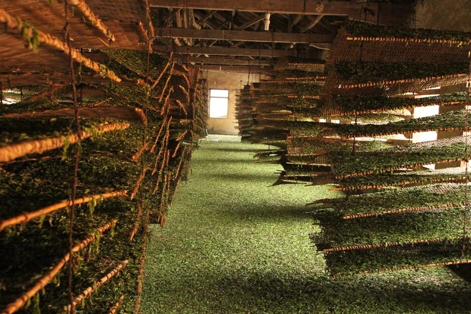 Табачный лист. Завяливание чайных листьев. Ферментация чайноготлиста. Сушка листьев крапивы двудомной. Сушка листьев малины.