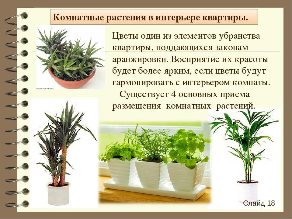 Подготовить сообщение комнатные растения в моем доме. Комнатные растения в интерьере квартиры. комнатные растения и их роль. комнатные растения в интерьере сообщение. виды размещения комнатных растений.