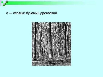 Анализ леса