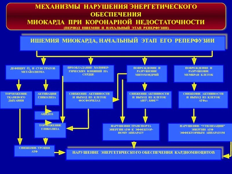 Механизм коронарной недостаточности патофизиология. Механизмы формирования коронарной недостаточности. Механизмы развития острой коронарной недостаточности. Механизм повреждения миокарда при коронарной недостаточности.