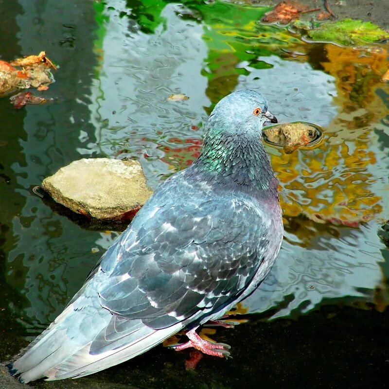 Голубь пьющий воду. Голубь пьет. Голуби пьют воду. La Paloma голубь.