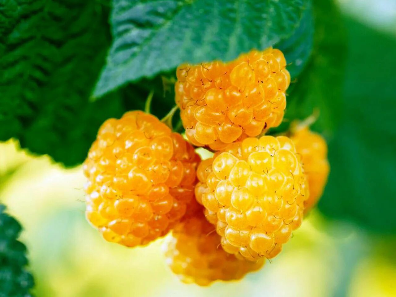 малина ремонтантная желтый гигант (желтый). малина желтоплодная беглянка. малина ремонтантная желтый гигант. малина ремонтантная желтый гигант (желтый). малина ананасная вигорова.