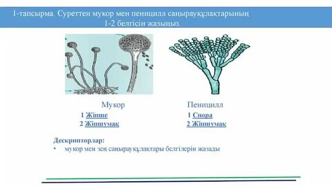 Үйсіз адамның құлы