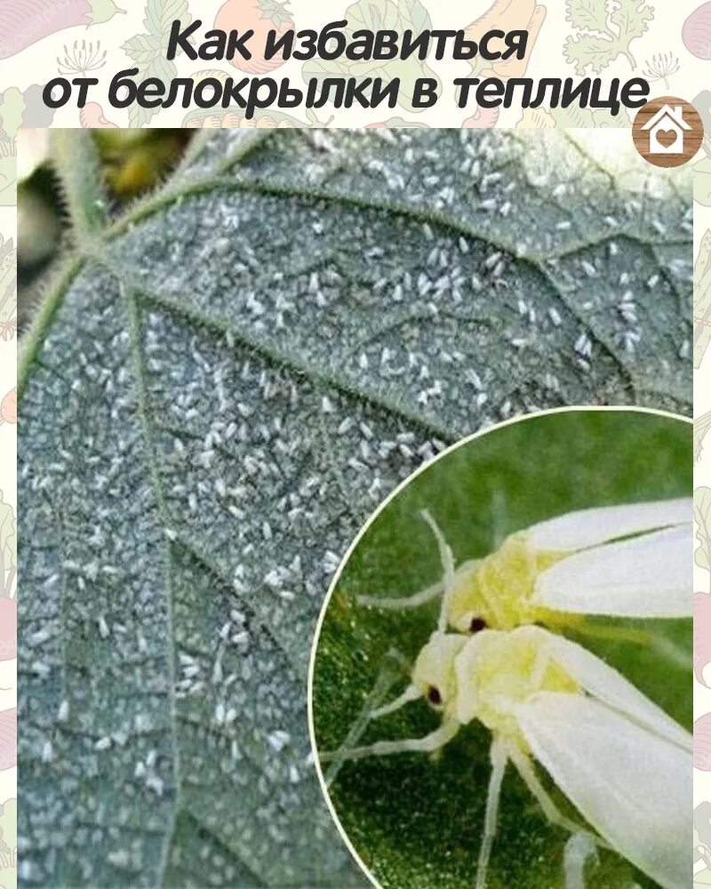 Как избавиться от белокрылки в теплице. Как избавиться от белокрылки в теплице