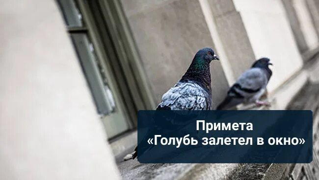 Голубь залетел. Голубь залетел в дом. Примета залетел голубь. Голубь залетел в окно.