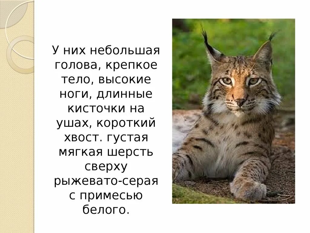 Доклад про Рысь. Маленький доклад про Рысь. Интересные факты о рыси. Сообщение о рыси кратко. Рысь 4 класс