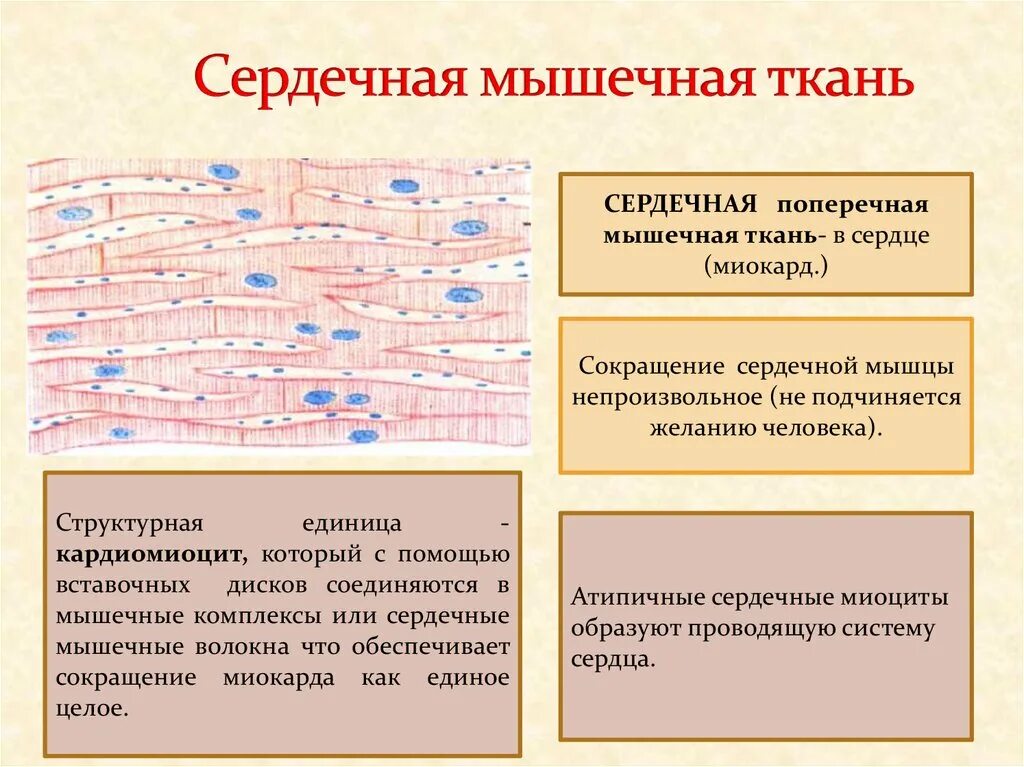 Состоит из клеток имеющих поперечную исчерченность. Сердечно поперечно полосатая мышечная ткань функции. Поперечнополосатая сердечная мышечная ткань гистология. Местоположение поперечно полосатой сердечной мышечной ткани. Функции поперечно полосатой сердечной мышечной ткани.