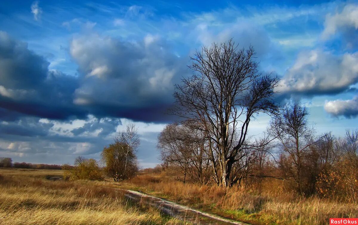 Поздняя осень в лесу. Дерево поздняя осень. Лес поздней осенью. Поздняя осень в лесу. Пейзажи средней полосы россии.
