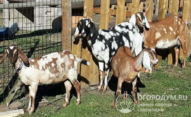 Нубийская коза сколько дает молока. Уши у нубийских коз. Медиа клуб Goats. Нубийские козы сколько дают молока. Состав FK Goats.