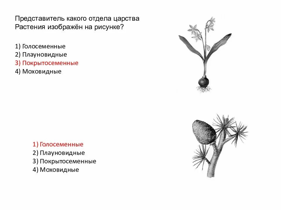 Отдел Голосеменные представители. Представитель какого отдела царства растения изображен. Представитель какого отдела царства растения изображен на рисунке. Царство растений Голосеменные Покрытосеменные.