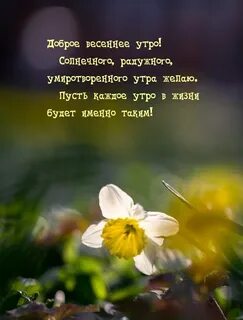 Мудрые цитаты с добрым утром весенние пожелания