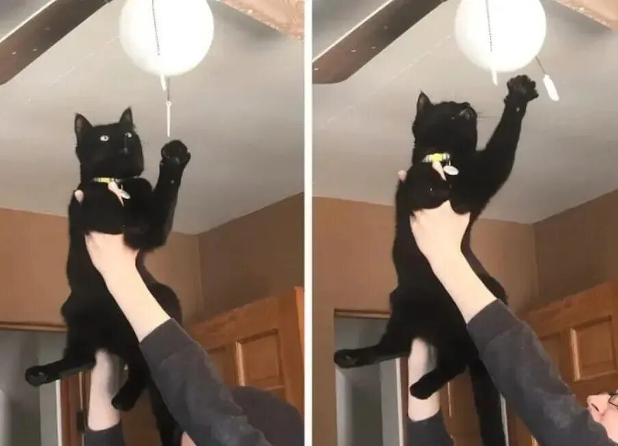 Доминирующий кот. Избалованные кошки. захват кошка. коты которые в прошлой жизни были людьми. кошка со свешенной головой.