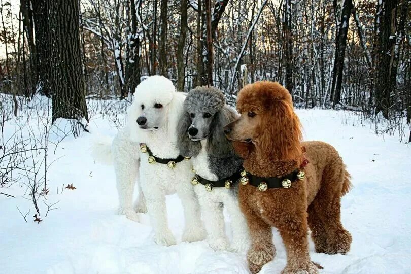 Группа пуделей. Королевский пудель. Пудель зимой. Красивые собаки Пудели зимой. Королевские Пудели зимой.
