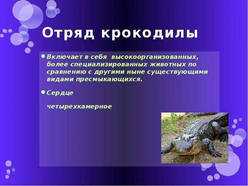 Отряд крокодилы. Отряд крокодилы презентация. Характеристика отряда крокодилы. Презентация крокодилы 7 класс биология.