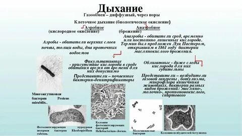 Что такое клеточное дыхание в биологии