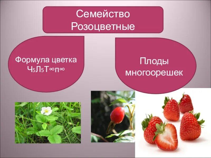 Семейства покрытосеменных растений Розоцветные. Семейство Розоцветные плод. Многоорешек Розоцветные. Многоорешек плод.