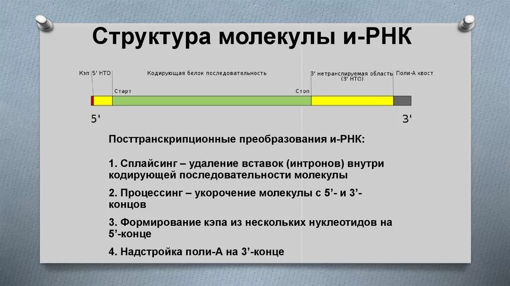 Одна молекула и РНК кодирует информацию о. Нетранслируемые области. Нетранслируемые области РНК. Поли а хвост РНК строение.