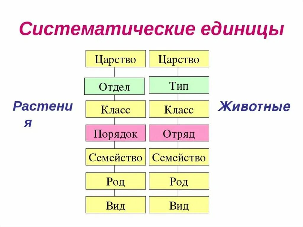 Установите последовательность таксонов в систематике человека. Царство Тип отдел класс порядок семейство род вид. Систематика растений таксономические единицы. Систематика растений царство отделы. Систематические единицы растений таксоны.