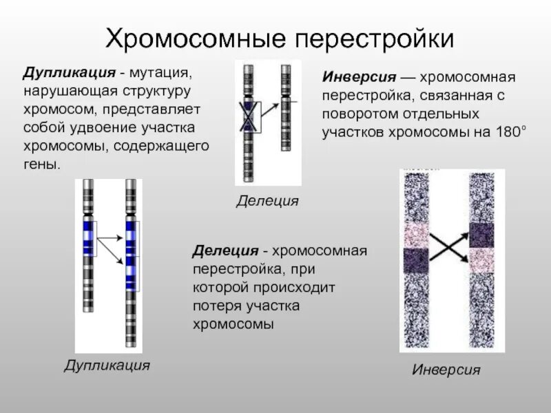 Изменение окраски хромосом