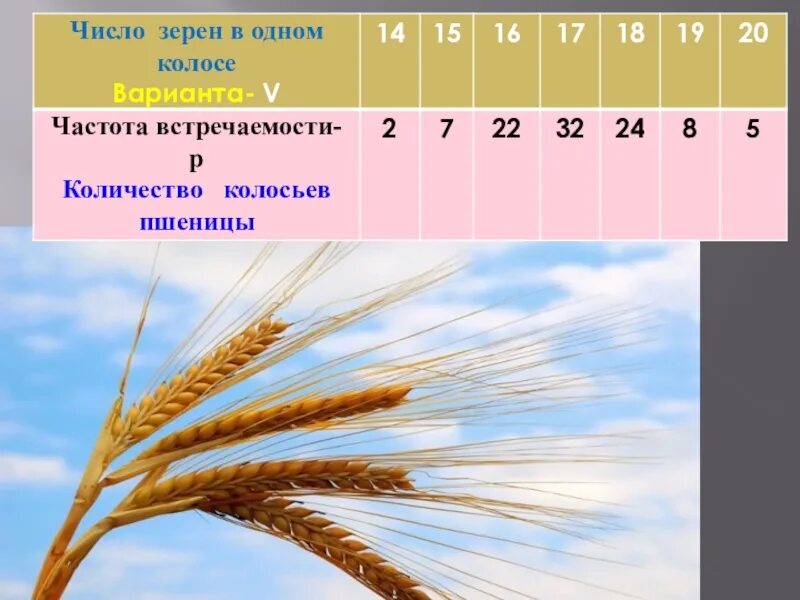 Количество зерен в Колосе пшеницы. Количество Колосков в Колосе пшеницы. Число зерен в Колосе ячменя. Число зерен в Колосе озимой пшеницы.