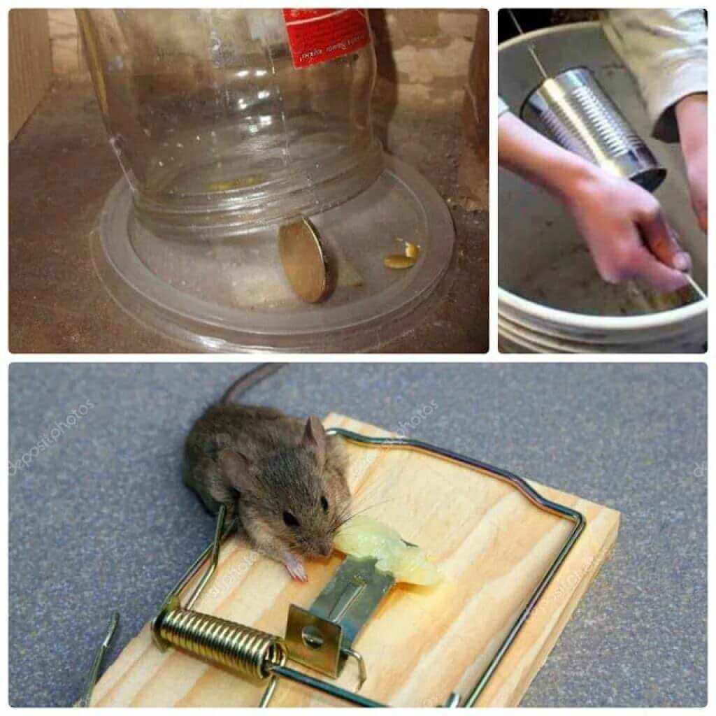 Мышь в квартире. Мыши в доме. Мыши в частном доме. Средство от мышей в квартире. Что можно домашним мышам
