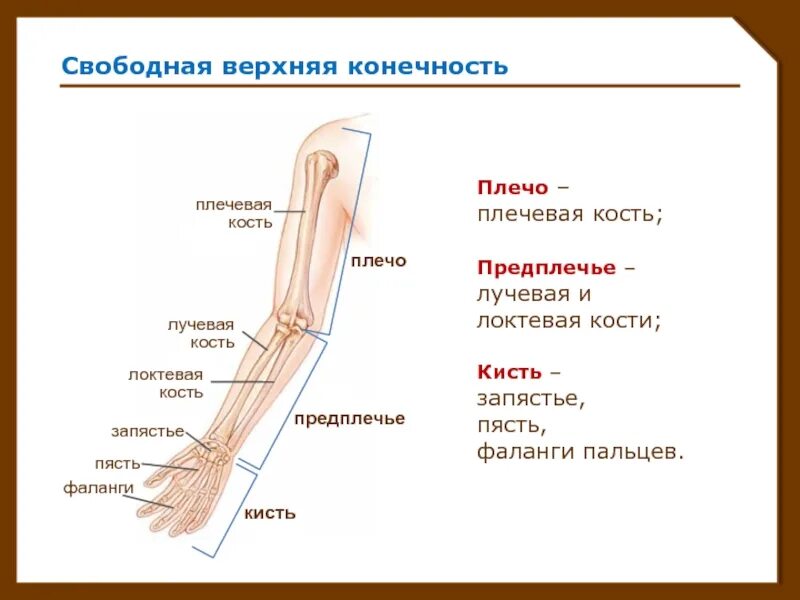 Части верхней конечности человека. Строение кисти лучевая кость. Строение предплечья руки человека кости. Локтевая кость запястье фаланги пальцев плечевая кость пясть. Лучевая и локтевая кость с кистью.