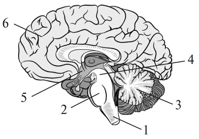 Brain 8 1. Структура мозга. Строение головного мозга. Отделы головного мозга без подписей. Структуры головного мозга без подписей.