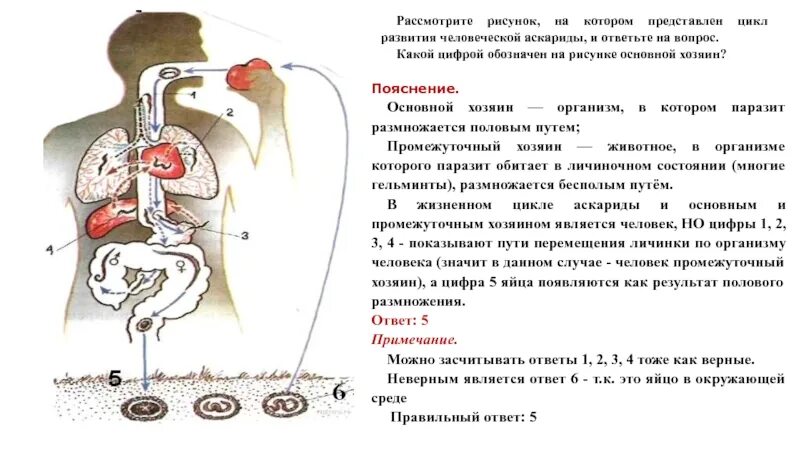 Аскарида человеческая основной и промежуточный хозяин. Цикл развития аскариды человеческой схема. Цикл развития аскариды промежуточный хозяин. Биологический цикл развития аскариды. Жизненный цикл аскариды 7 класс биология.