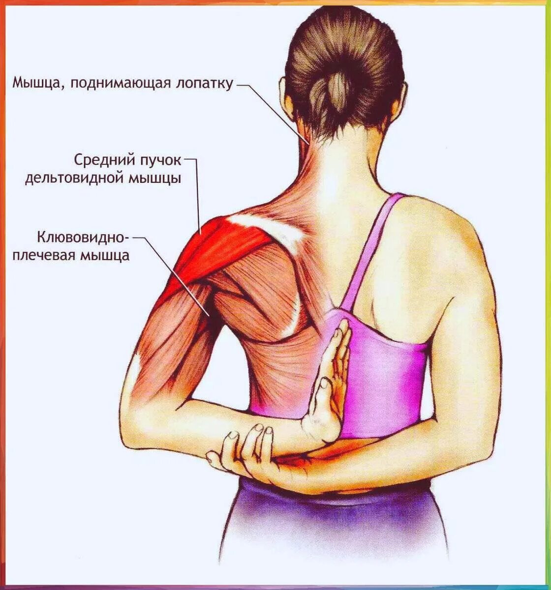 Верх трапециевидной мышцы. Растяжка трапециевидной мышцы. Мышцы шеи. Мышцы лопаток и плеч. Что делать если сильно тянет