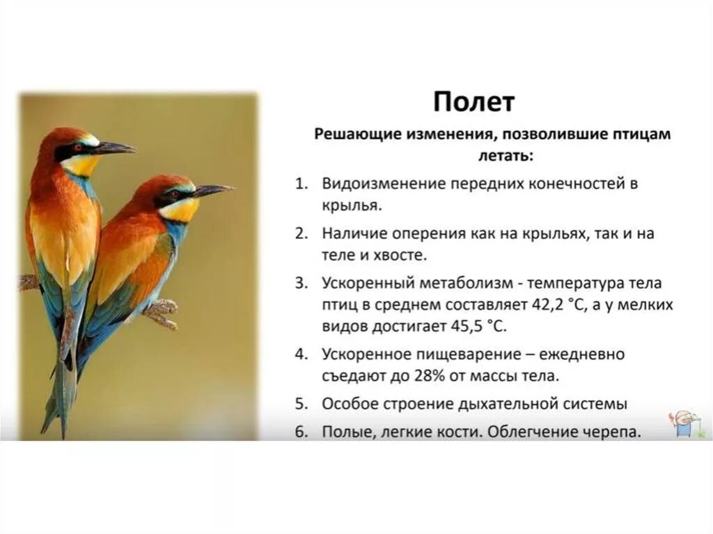 Конспект по теме класс птицы. Класс птицы общая характеристика. Характеристика класса птицы. Основная характеристика птиц. Общаяхарактеристетека птиц.