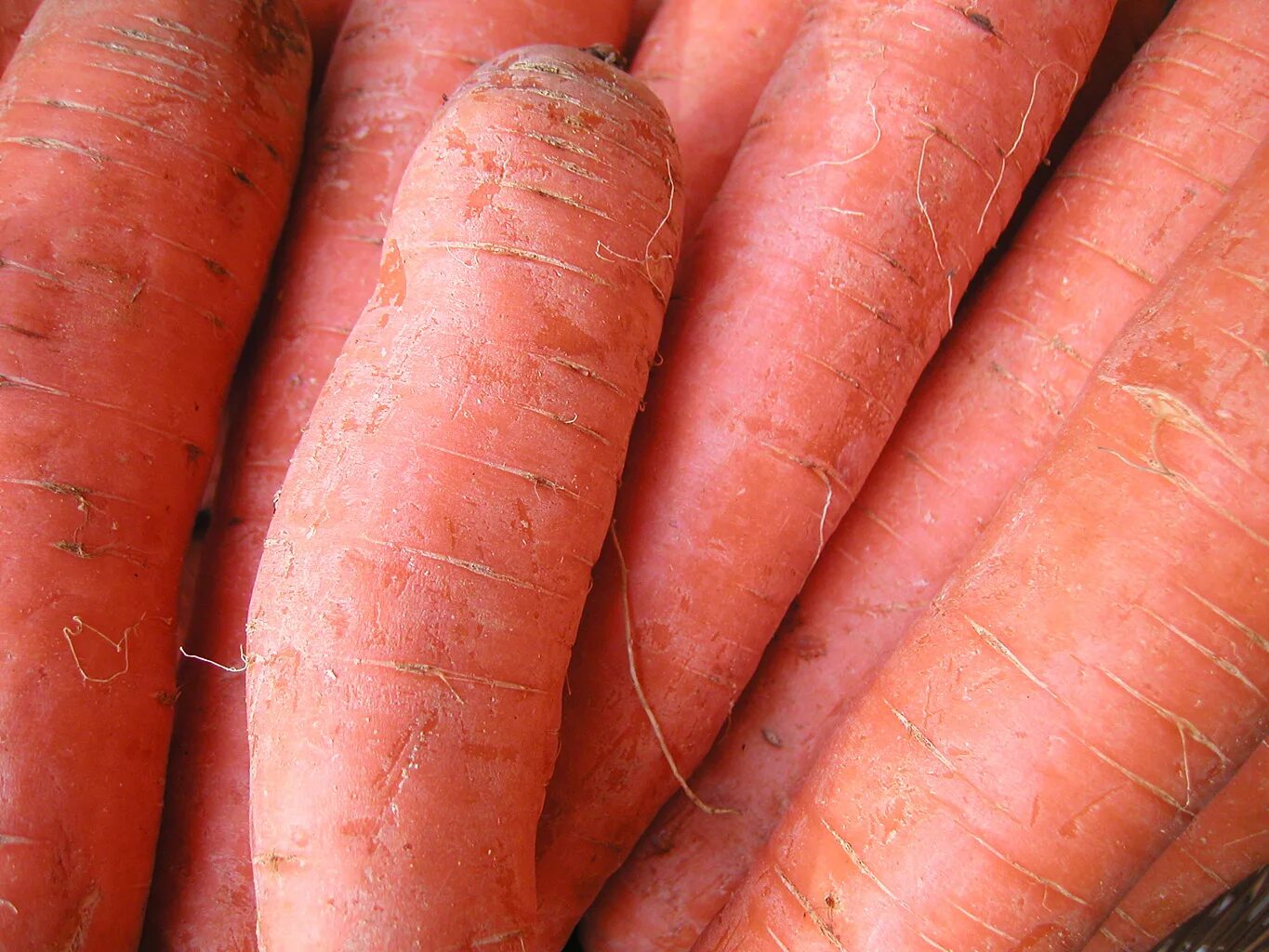 Морковь зимой. Как хранить морковь на зиму. Фото морковь про канал.