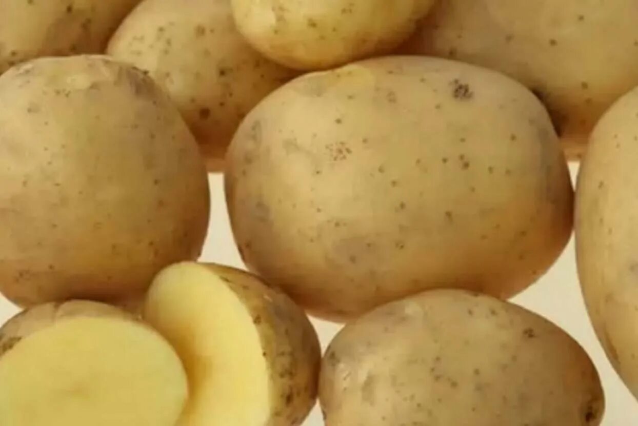 Столовая картошка. Сорт картофеля Прайм. Картофель семенной Венета. Винета сорт картофеля.