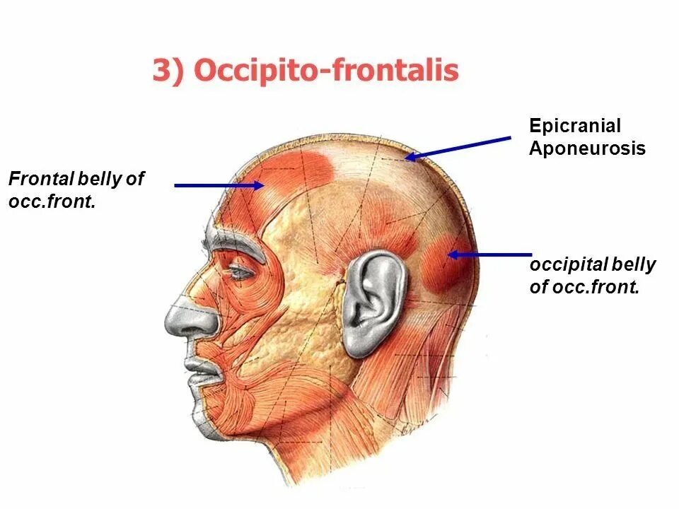Массаж апоневроза головы. Epicranial aponeurosis. Апоневроз сухожильного шлема. Черепной апоневроз.