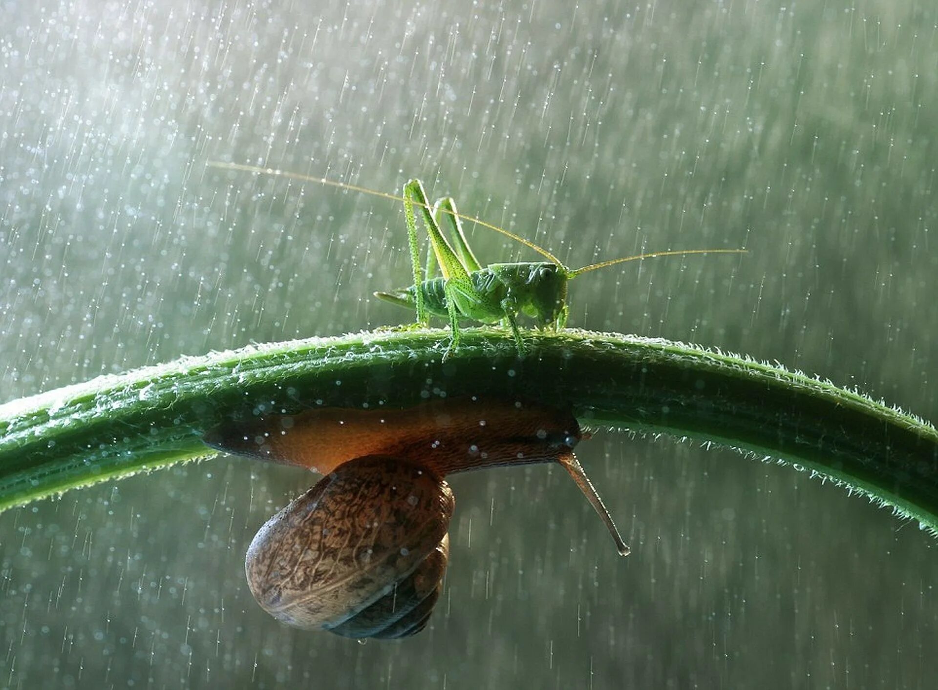 Rain animals. Улитка Макросъемка. Насекомые под дождем. Макросъемка фото. Улитка дождь.