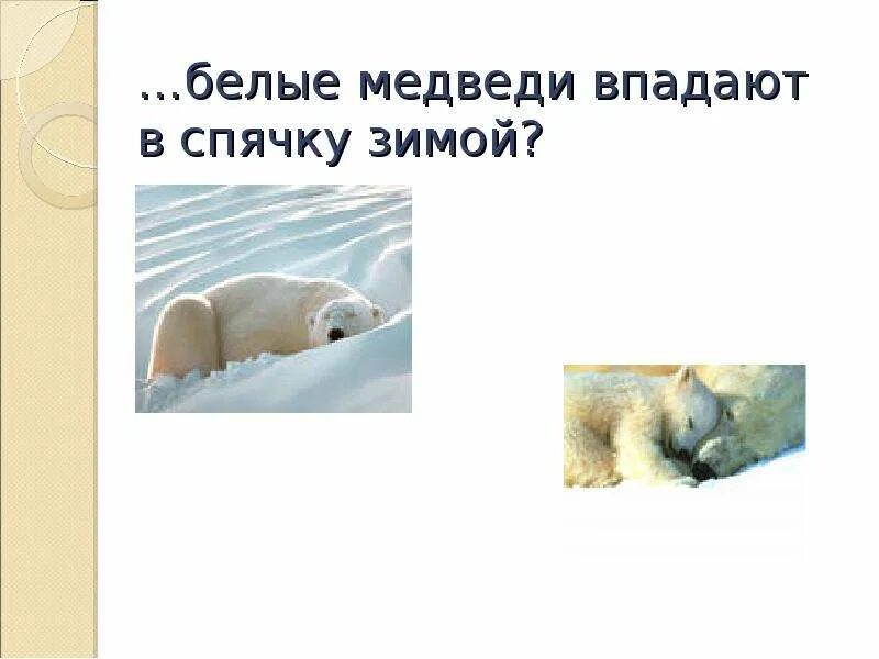 Белые медведи впадают в спячку или нет. Белый медведь впадает в зимнюю спячку. белый медведь в спячку впадает зимой. белые медведи впадают в спячку. впадают ли в спячку белые медведи зимой.