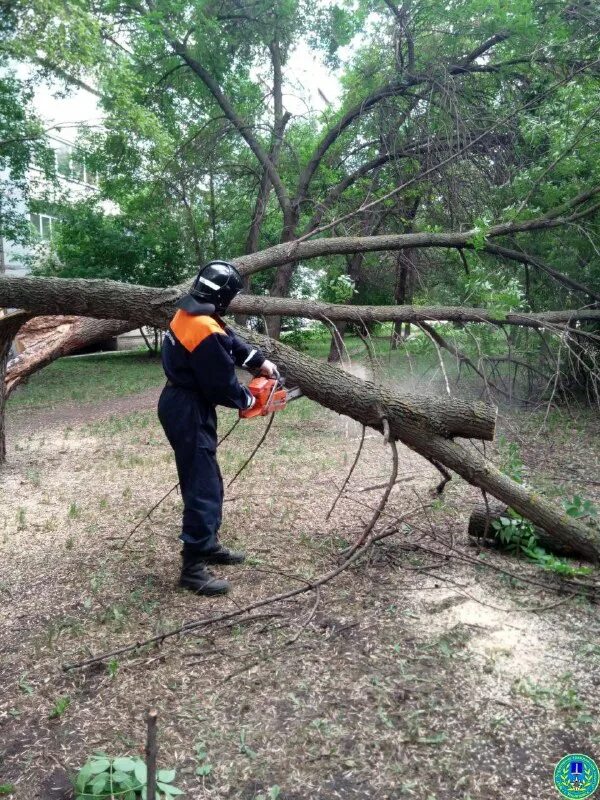 Дерево спасатель