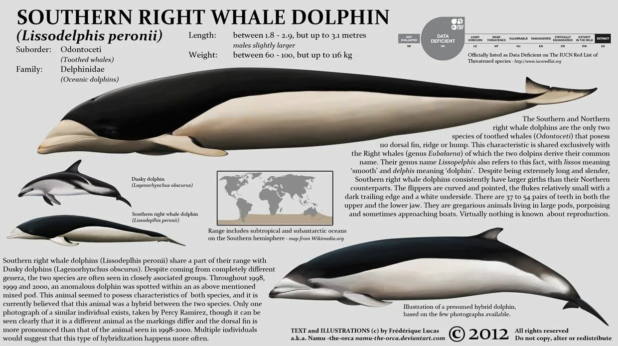 Whales are than dolphins