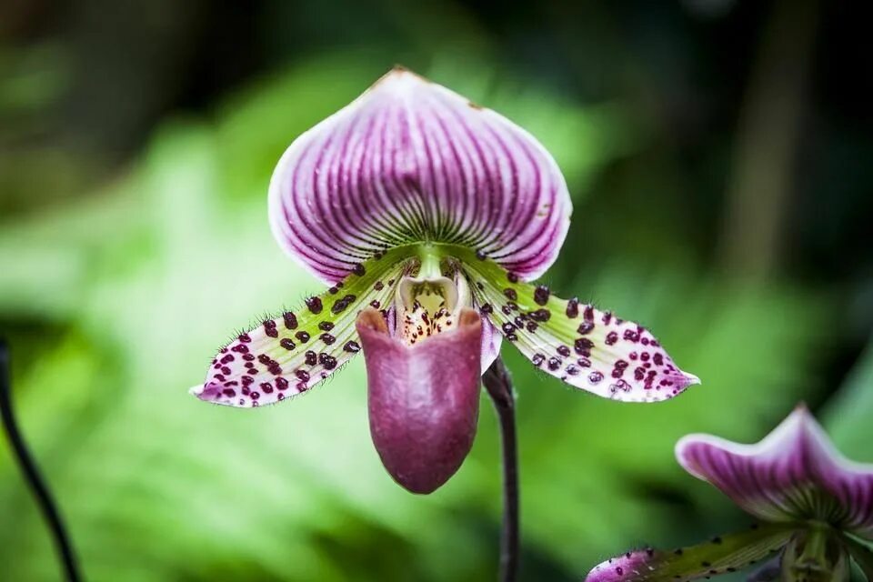 Tiger orchid flower free image download