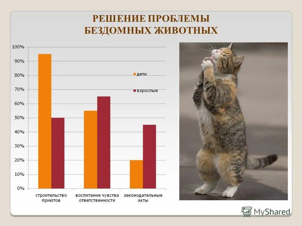 Статистика котов. Численность бездомных животных. Статистика бездомных животных. Статистика бездомных животных в России. Бездомные животные статистика.