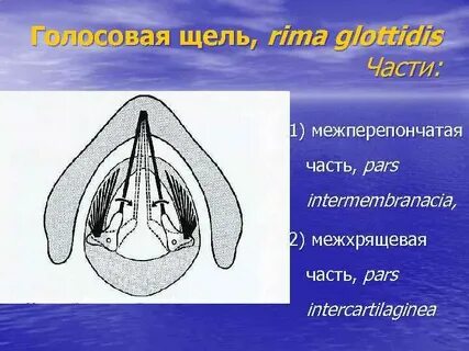 Расширяющую голосовую щель