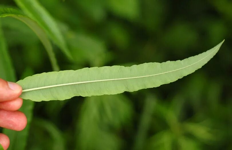 Линейная форма листьев. Salix siuzewii. Вытянутые листья. Ланцетные листья. Продолговатые листья.