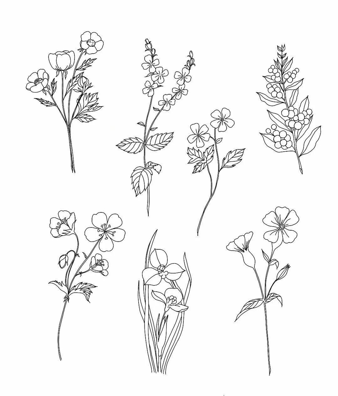Простое графическое изображение. Зарисовки мелких растений. Мелкие цветы эскиз. Полевые цветы эскиз. Полевые цветы рисунок карандашом.