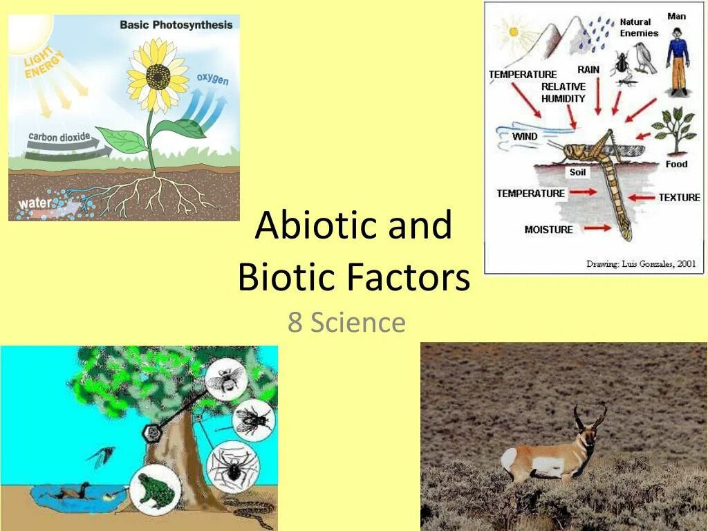 Abiotic factor freetp org. Biotic abiotic. abiotic factor. abiotic factor игра. abiotic factor freetp.