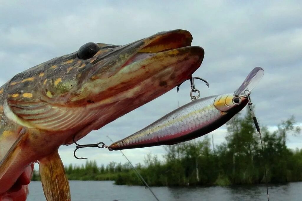 Любимый цвет щуки