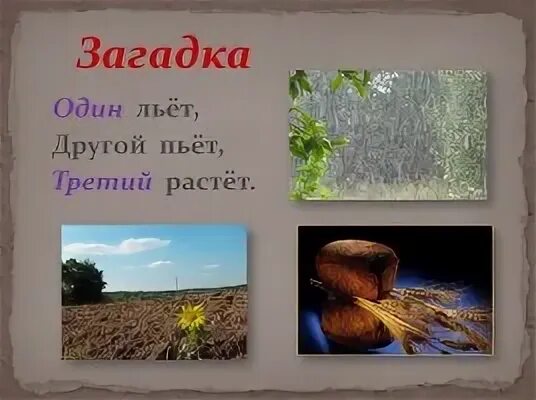 Растет 3