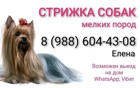 Авито стрижка собак брянск