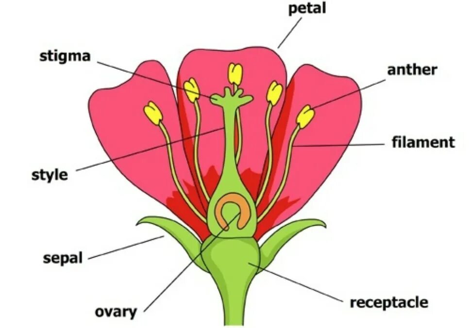 Plants kinds. Строение цветка чашелистик пыльник завязь. Структура цветка. Строение цветов. Анатомия цветка.