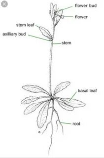 Plant diagram