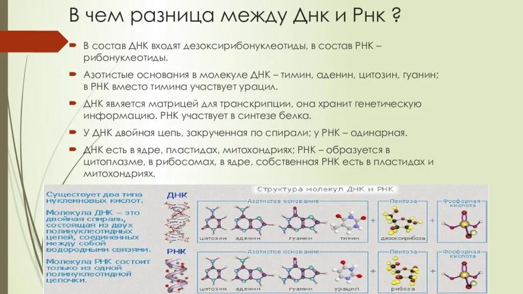 Нить рнк. Структура молекулы ДНК И РНК. РНК структура молекулы РНК. Схема строения молекулы ДНК И РНК. Строение молекулы ДНК И РНК.