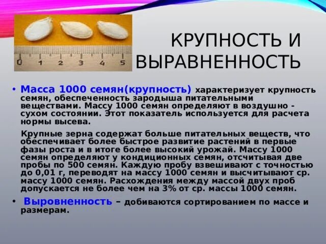 Крупность и выравненность семян. Масса 1000. Вес 1000 семян. Масса тысячи семян.